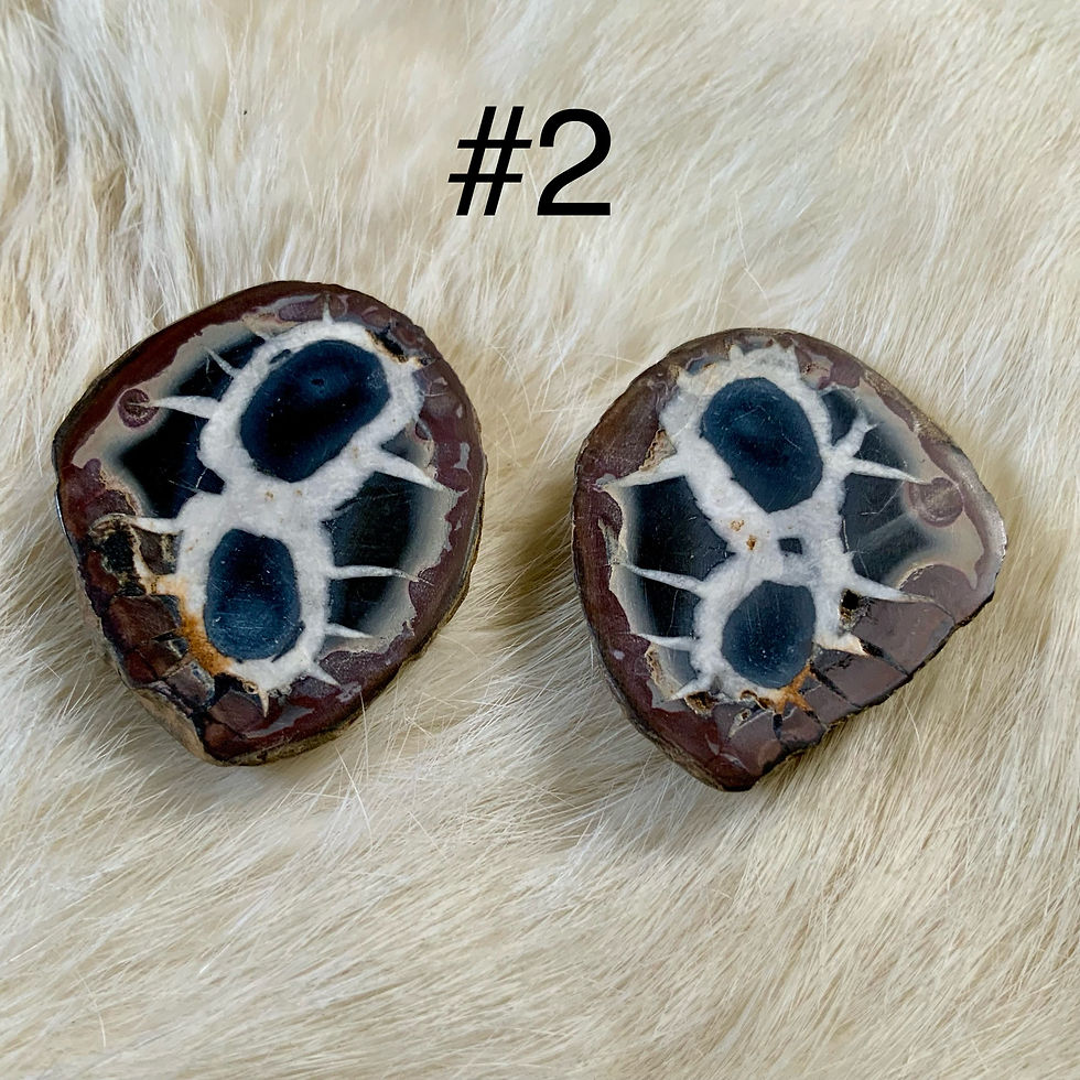 Septarian nodule pairs at metaphysical crystal shop