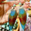 Thumbnail: Colourful parrot feather earrings with Larimar at metaphysical crystal shop Canada