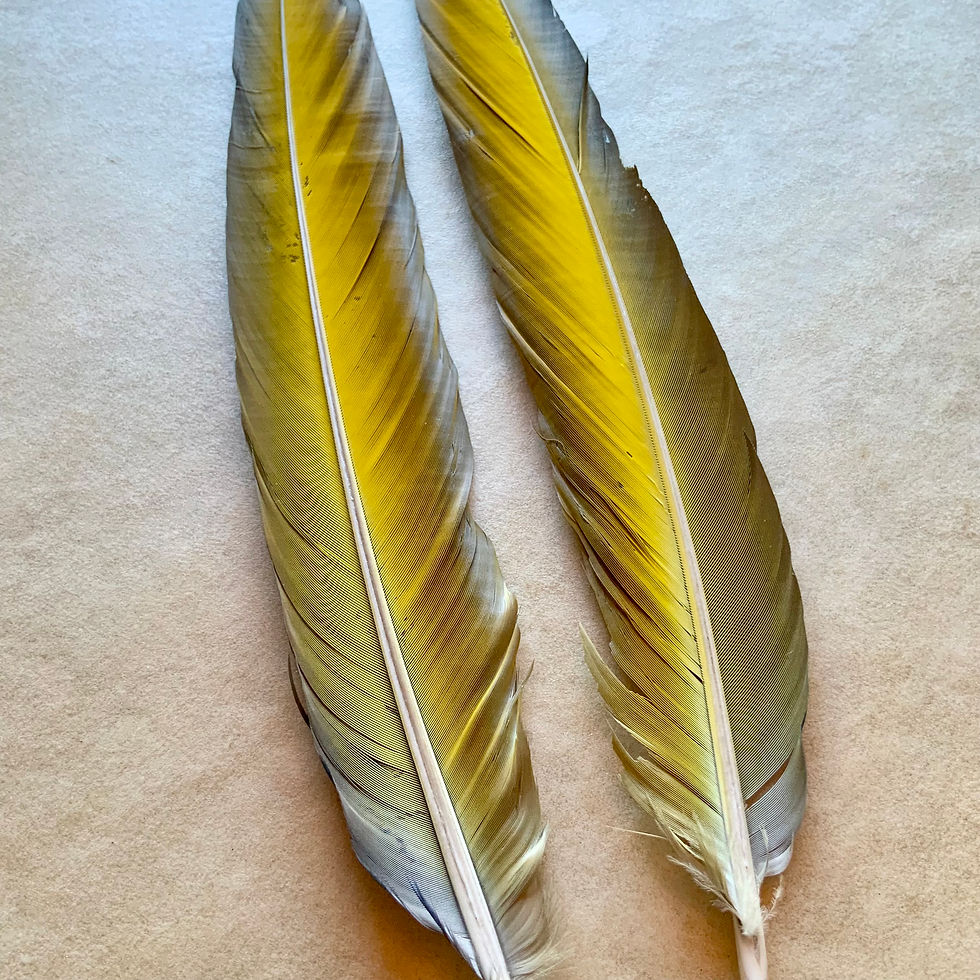 2 macaw tail feathers from rescue birds ships in Canada