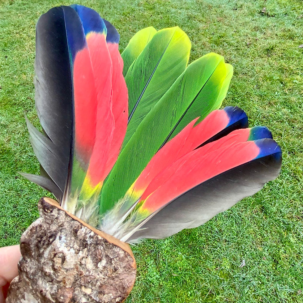 Thumbnail: Greyhaven Amazon parrot feather fan by Sah and André at Blue Apples metaphysical crystal shop