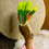 Thumbnail: Amazon parrot feather fan with maple handle at Metaphysical crystal shop