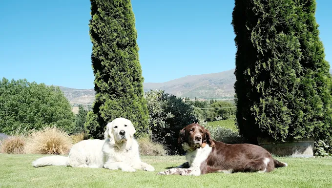 The vineyard dogs at Bannock Brae.  One white, one dark, lounging on the lawn.  Central Otago NZ