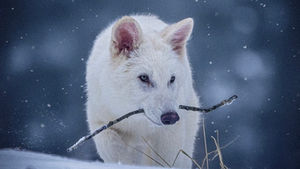 Colossal Biosciences Achieves World’s First Full De-Extinction with Dire Wolves