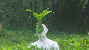 Hombre planta