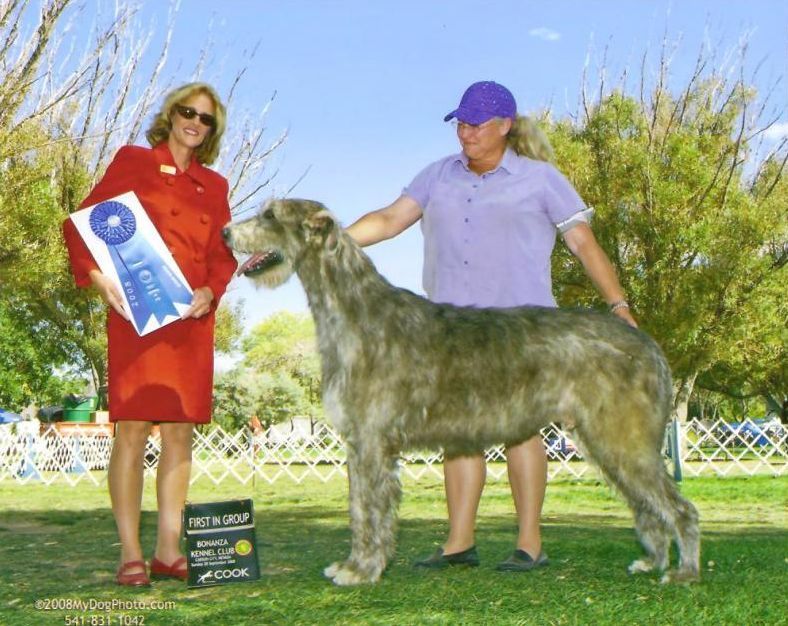irish wolfhound kennel club