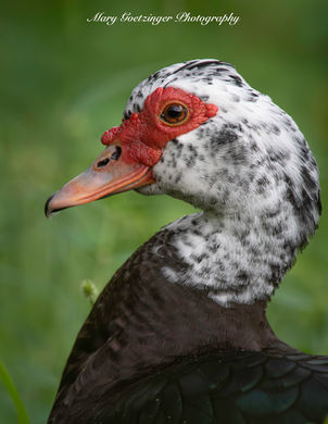 Muscovy Duck
