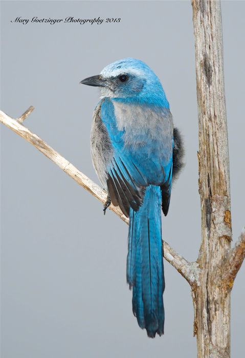 Scrub Jay 1