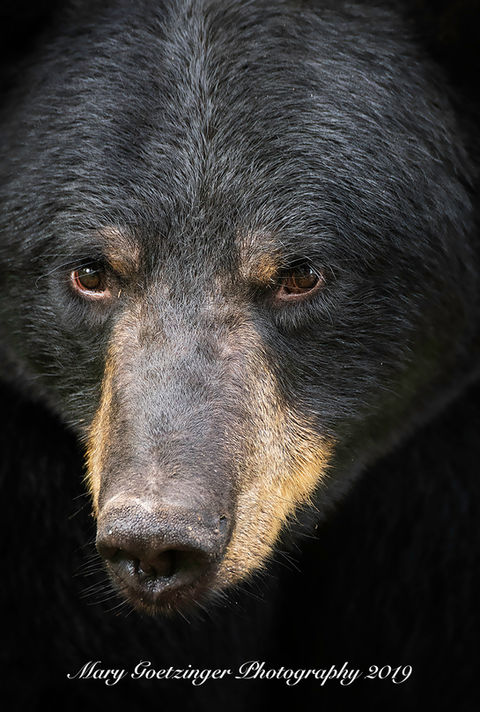 Black Bear 1