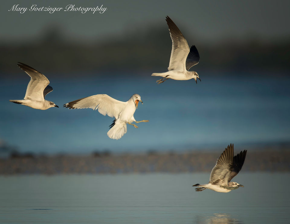 Ring-billed Gull