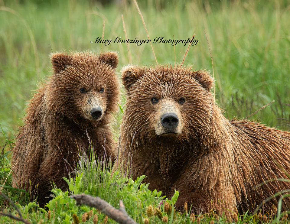 Coastal Brown Bears