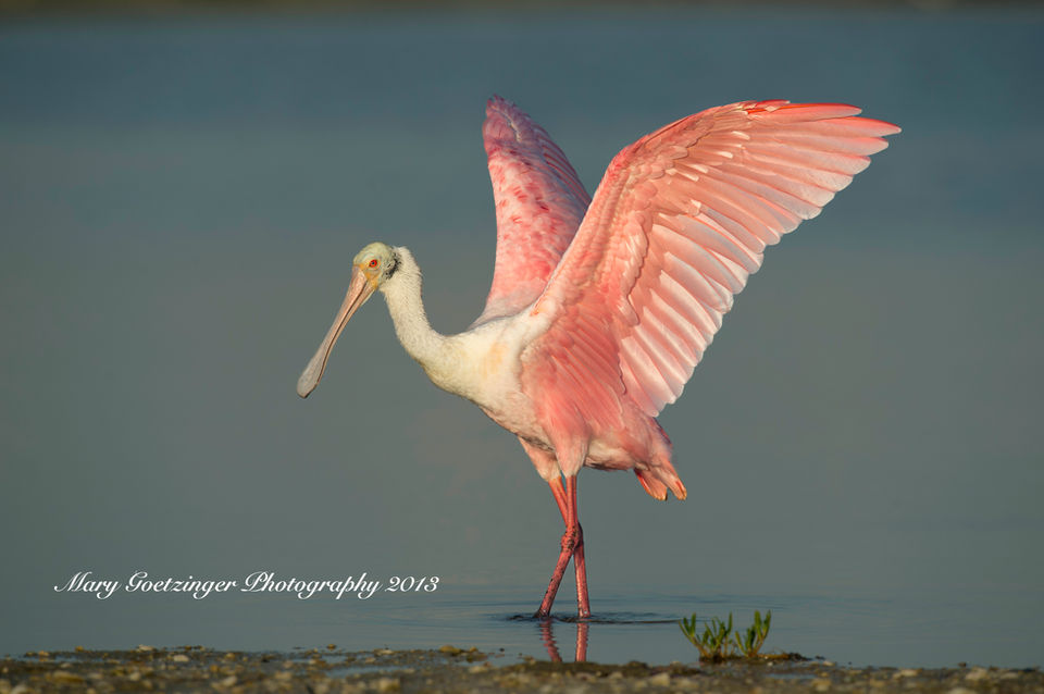 Roseate Spoonbill 4