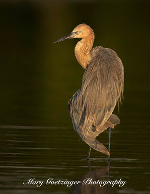 Reddish Egret 3