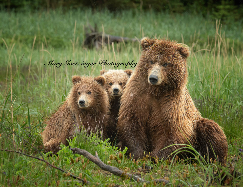 Coastal Brown Bear Family