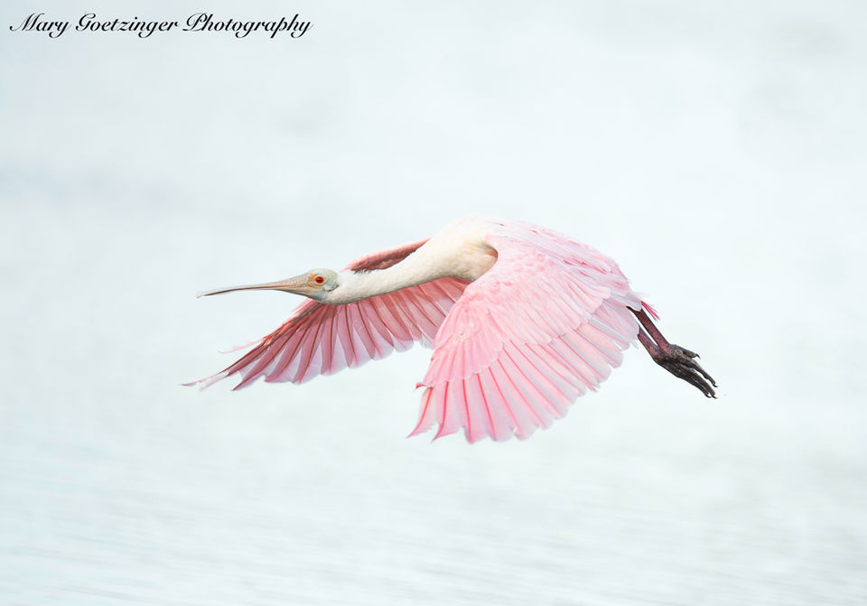 Roseate Spoonbill 3