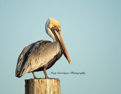 Brown Pelican