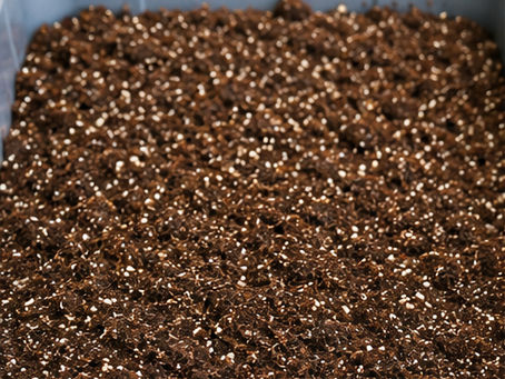 Prepared coco coir and vermiculite CVG substrate at field capacity ready for mushroom cultivation.