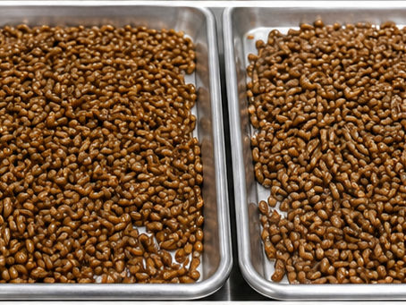 Hydrated rye grain drying before sterilization during grain spawn preparation.
