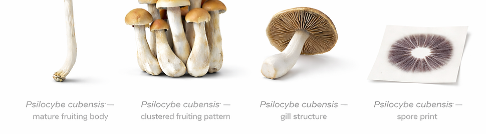 Cubensis