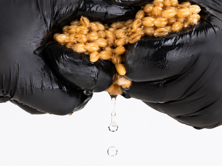 Everything you need to know about colonizing grain spawn — grain preparation, sterilization, inoculation, contamination monitoring, and shaking technique. The most critical stage in Psilocybe cubensis cultivation, explained in full.