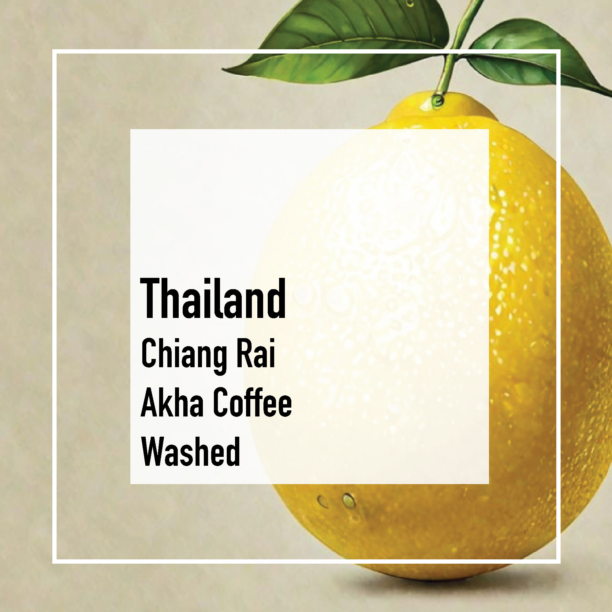 Thailand Chiang Rai Akha Coffee Washed