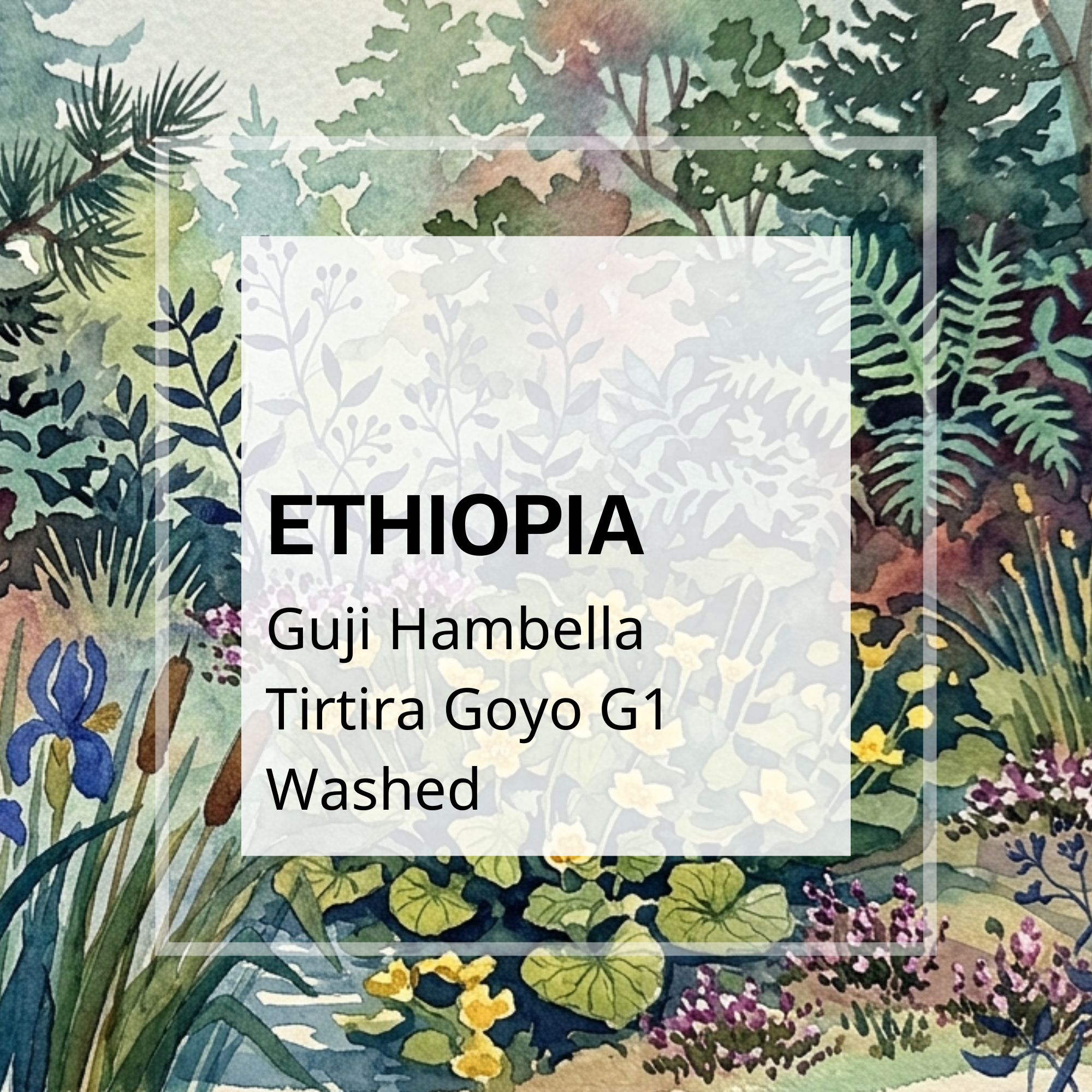 Ethiopia Guji Hambella Tirtira Goyo G1 Washed