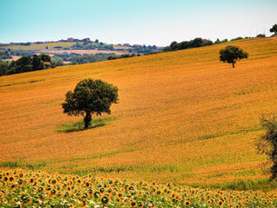 Springtime in Le Marche, Italy’s Hidden Gem
