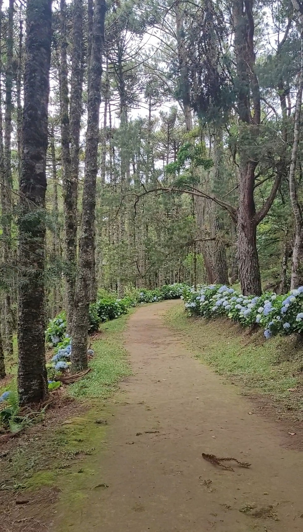 Uma reflexão sobre a estrada de nossas vidas...e o que acredito sobre o processo psicoterapêutico.
