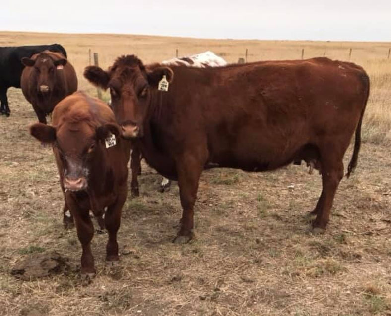 119594936_203789104445092_42459610814698