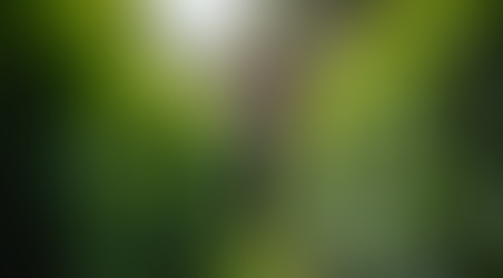 Top Gardening Services to Enhance Your Sydney Home