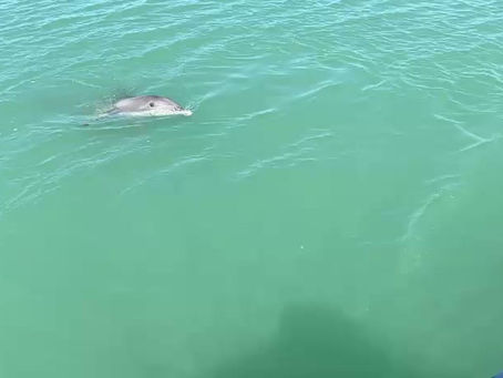 Boat Tours in Venice, Nokomis, Sarasota and Englewood Florida | Tony’s Pontoon boat Charters