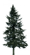 png-transparent-western-yellow-pine-tree-fir-tree-photography-branch-christmas-decoration-