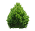 kisspng-evergreen-trees-and-shrubs-clip-art-portable-netwo-5c058ca976e1e5.2191737115438675