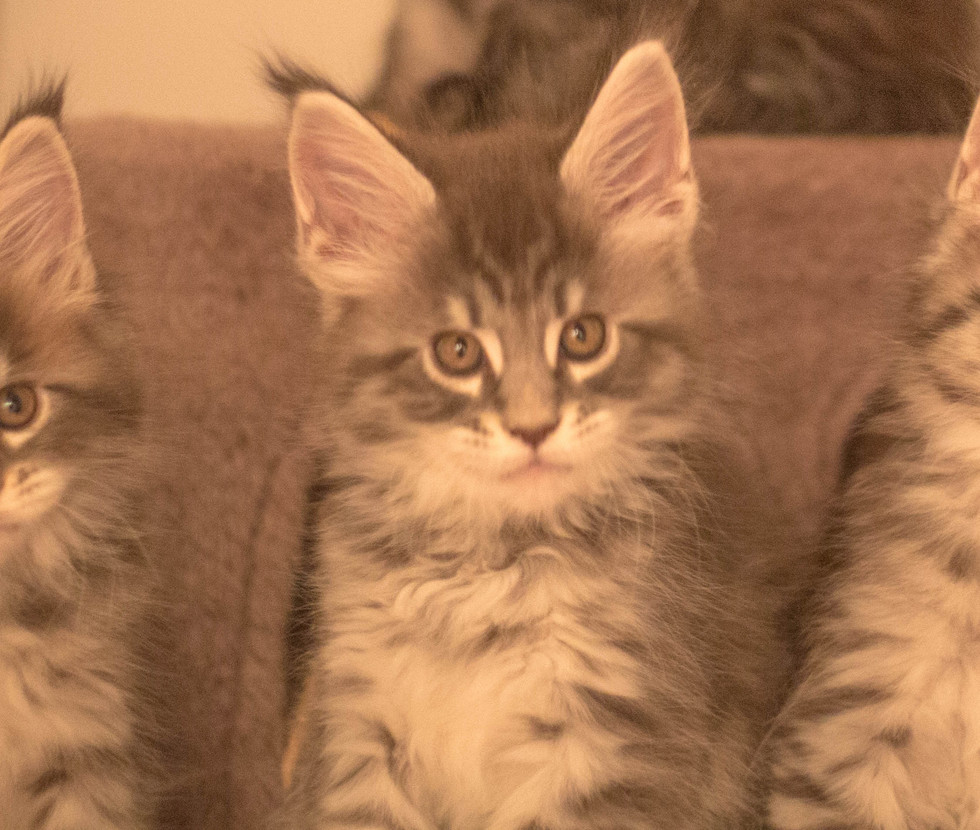 Kittens | Maine Coon Colorado