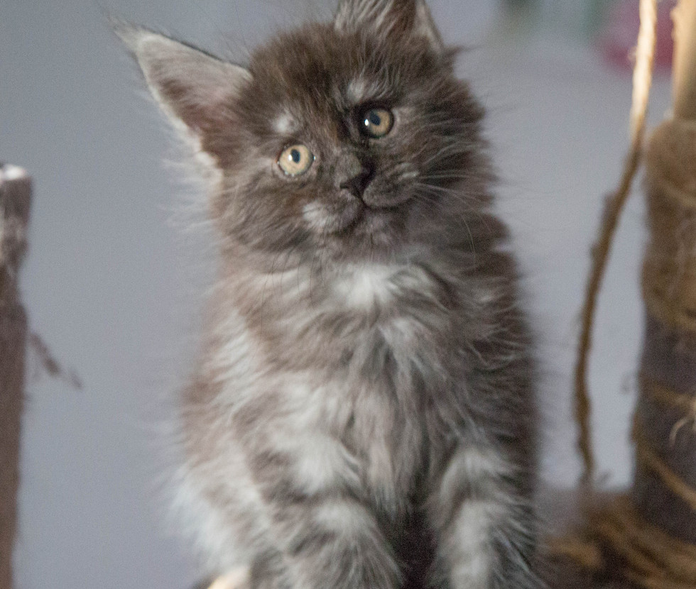 Kittens | Maine Coon Colorado
