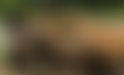 The case of the shut-down horse