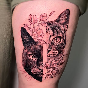 Katzen