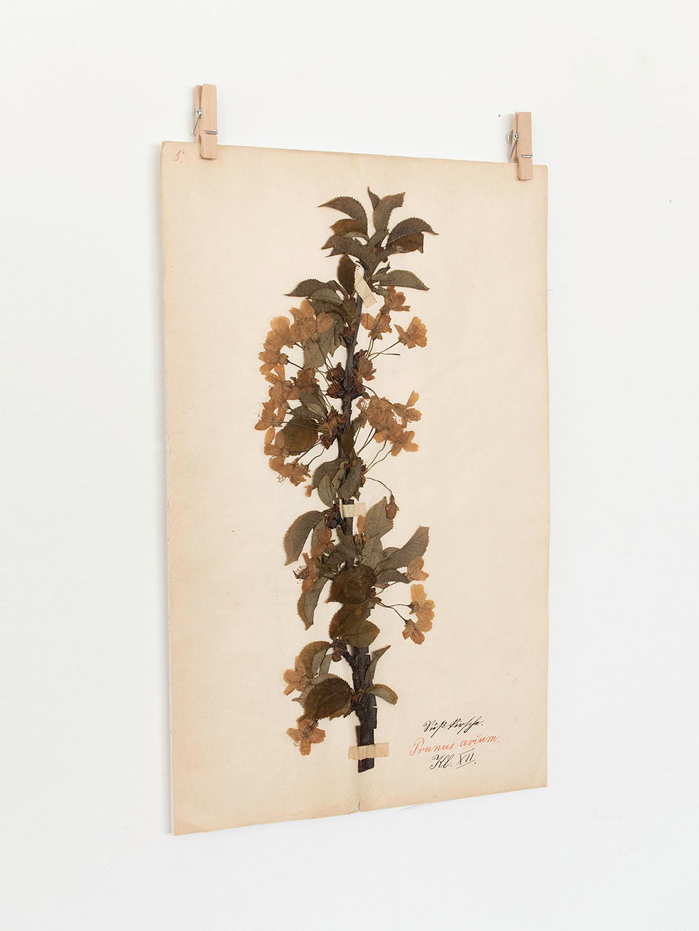 サムネイル： Botanical Specimen Ⅱ