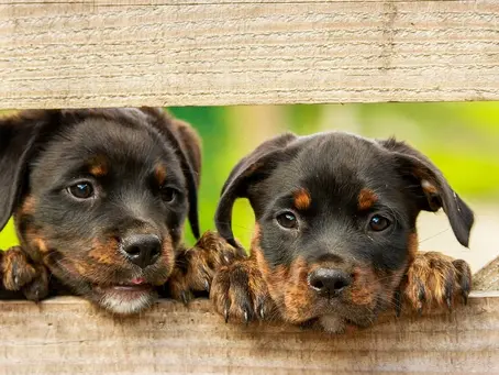 Las fases del cachorro