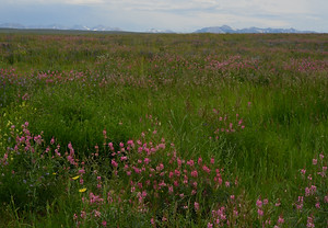 DSC_5963.jpg