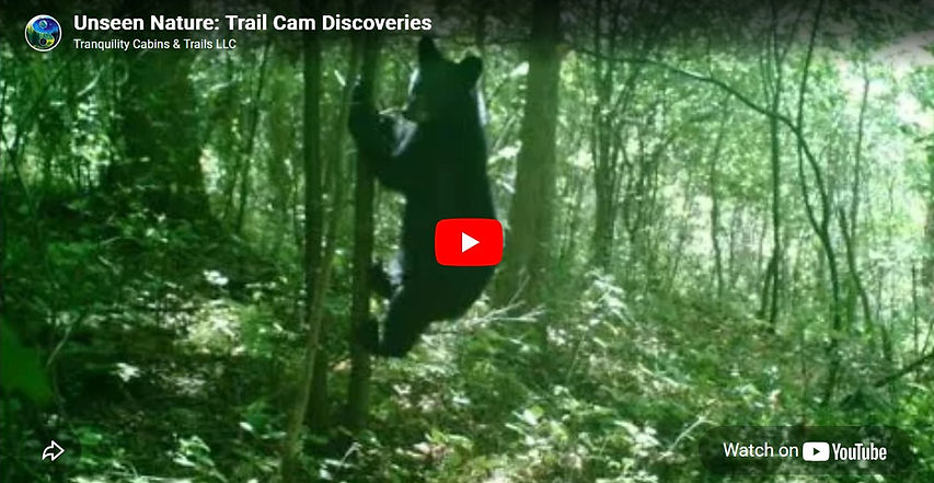Trail cam Video2025.jpg