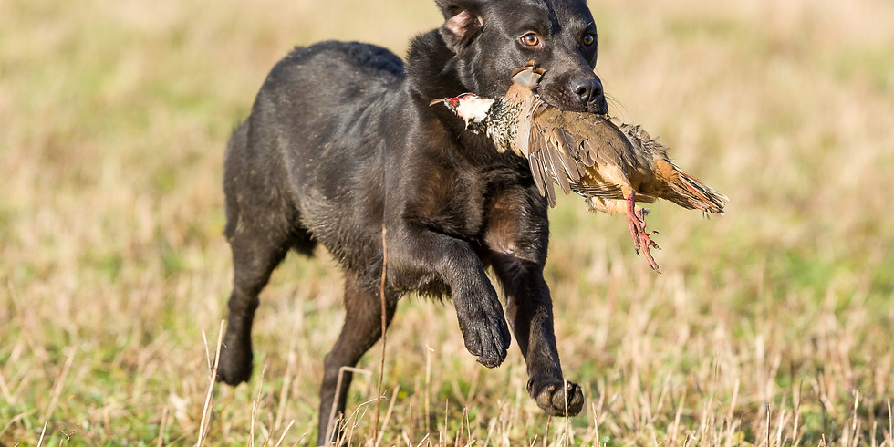 SIMULATED SHOOT DAY WITH COLD GAME
