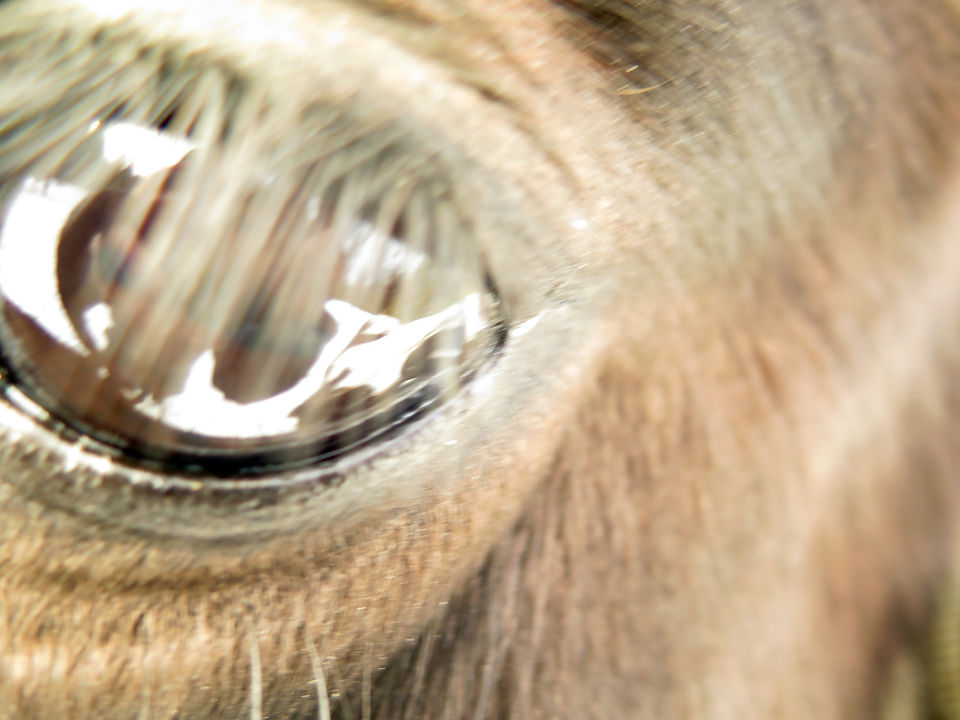 Flaire's eye