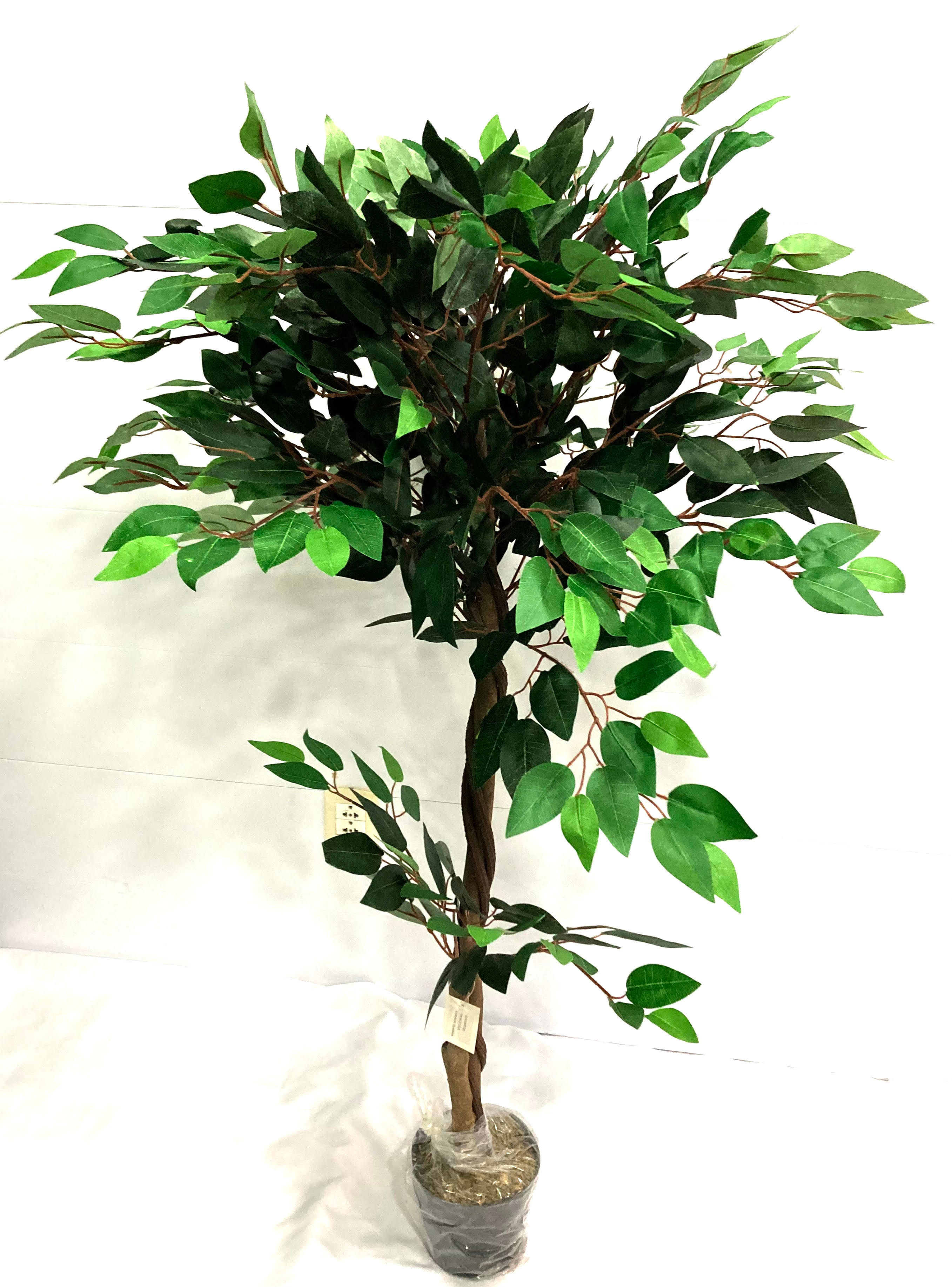 Ficus