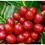 Thumbnail: Brazil Eagle Monte Carmelo