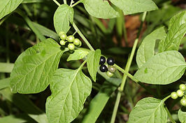 african-nightshade1.jpg