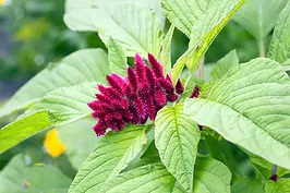 amaranth-in-flower.jpg