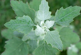 20210329121627_LambsQuarters.jpg
