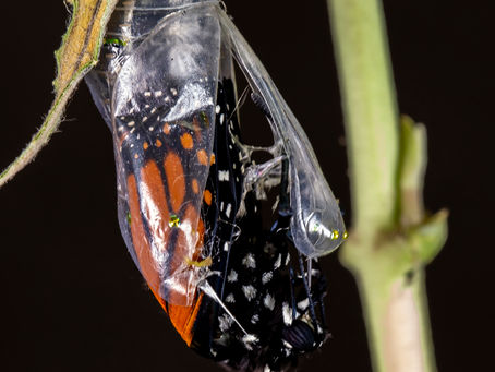 Made New: From Wilderness to Wings