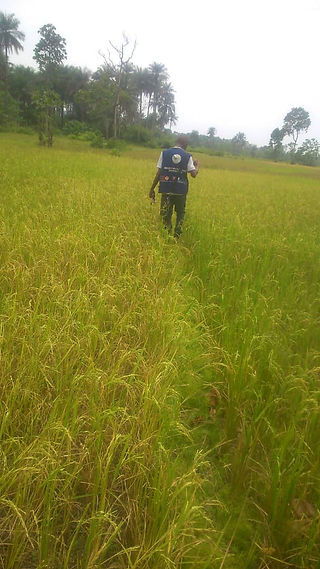 WOLIYA