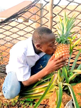 PAEAN TO PINEAPPLE